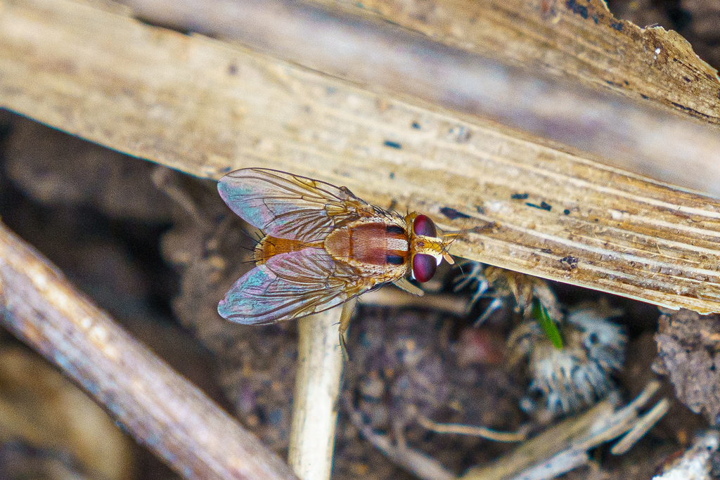 Alluaudinella