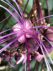 Capparidastrum petiolare