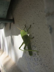 Anacridium aegyptium