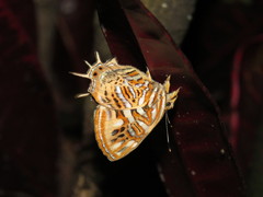 Sarota chrysus