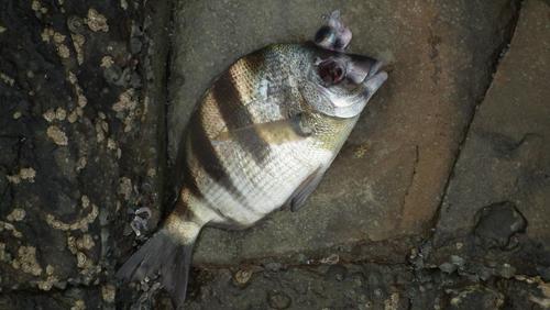 Diplodus hottentotus