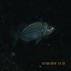 Spondyliosoma emarginatum