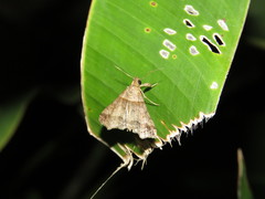 Heterogramma circumflexalis