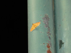 Prenesta scyllalis