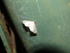 Neurophyseta