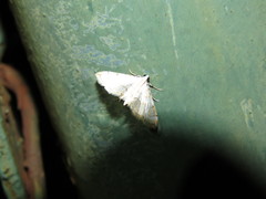 Neurophyseta