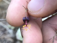 Sidastrum paniculatum