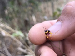 Sidastrum paniculatum