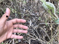 Sidastrum paniculatum