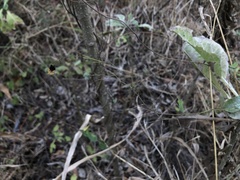 Sidastrum paniculatum