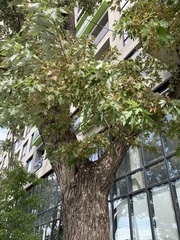 Acer saccharinum
