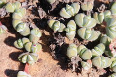 Braunsia maximilianii