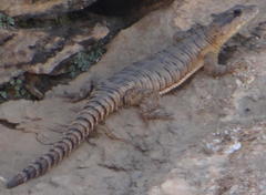 Karusasaurus jordani