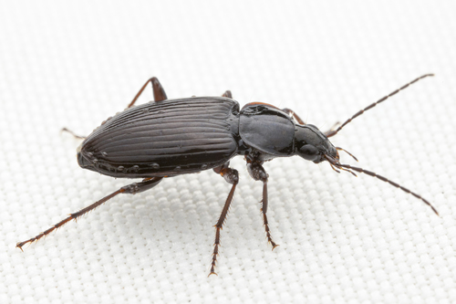 Delicate Harp Ground Beetle