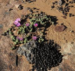 Braunsia maximilianii