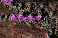 Braunsia maximilianii