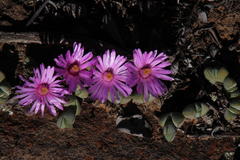 Braunsia maximilianii