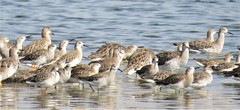 Calidris pugnax