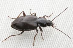 Agonum tenue