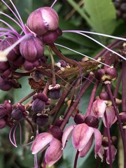 Capparidastrum petiolare