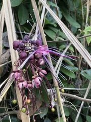 Capparidastrum petiolare