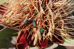 Protea glabra
