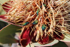 Protea glabra