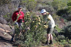 Protea glabra