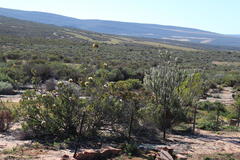 Protea glabra