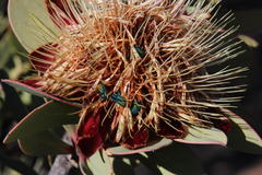 Protea glabra