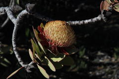 Protea glabra