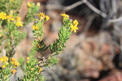 Euryops nodosus