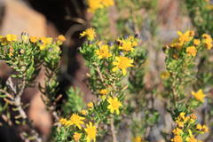 Euryops nodosus