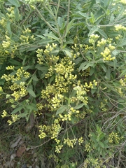 Microglossa pyrrhopappa