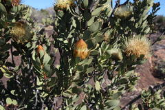 Protea glabra