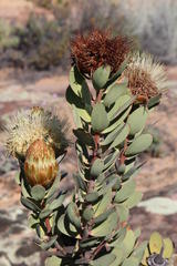 Protea glabra