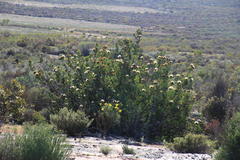 Protea glabra
