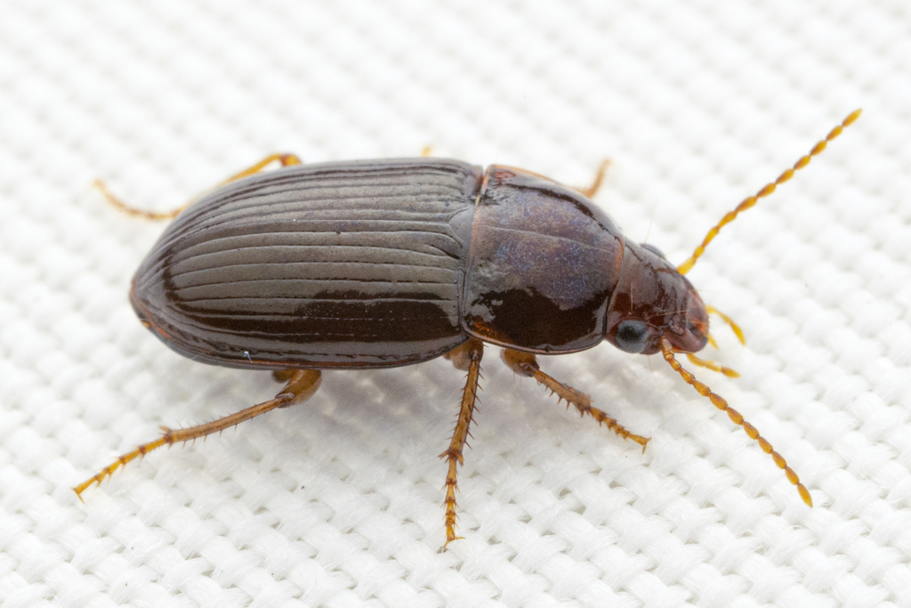 Red Harp Ground Beetle