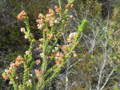 Erica spectabilis