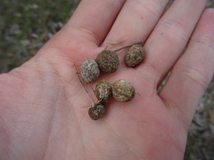 Oryctolagus cuniculus