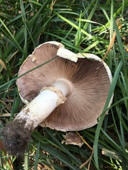 Agaricus