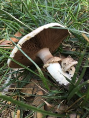 Agaricus
