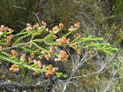 Erica spectabilis