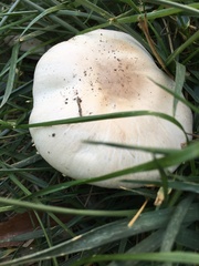Agaricus