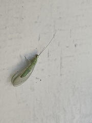 Chrysopa coloradensis