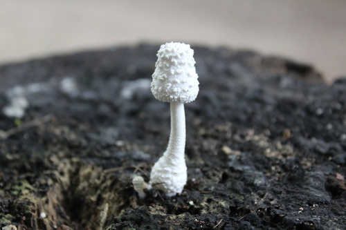 white chalk mushroom