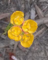 Ceratandra grandiflora