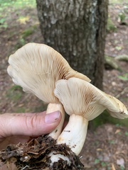 Lactarius affinis