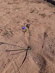 Leucocoryne coquimbensis