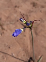 Leucocoryne coquimbensis